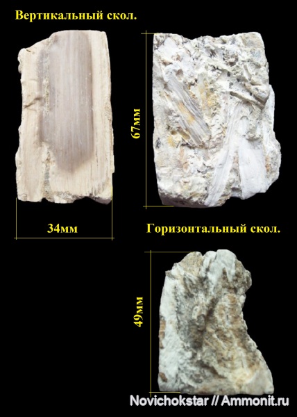 окаменевшее дерево, Palmoxylon, пальмы