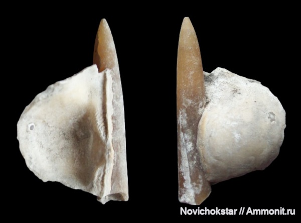 белемниты, ростры, Belemnitella