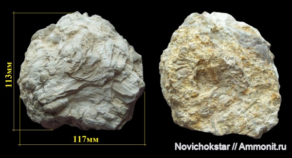 древесина, окаменевшее дерево, древоточцы