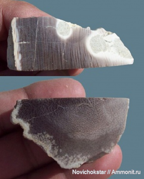 растения, окаменевшее дерево, покрытосеменные, высшие растения, Однодольные растения