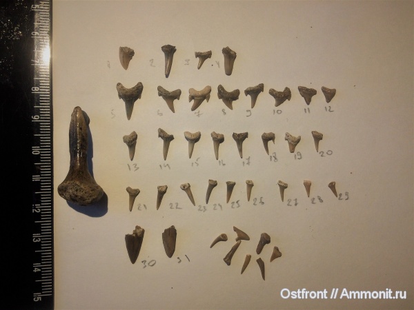 рыбы, зубы, меловой период, акулы, Варавино