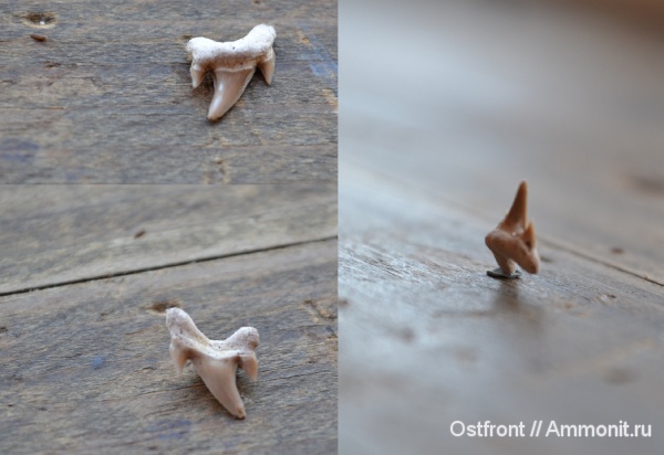 рыбы, меловой период, Archaeolamna, Варавино, Archaeolamna kopingensis