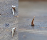 Eostriatolamia subulata зуб 2.