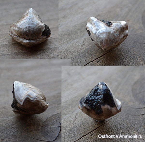 брахиоподы, юра, Фили, юрский период, Rhynchonella