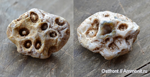 окаменелости, карбон, кораллы, Actinocyathus