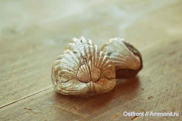 брахиоподы, Фили, юрский период, Филевский парк, Mosquella