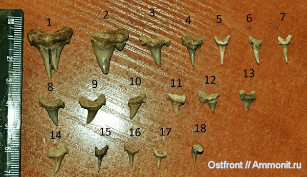 рыбы, меловой период, акулы, Варавино