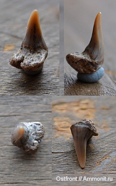 рыбы, меловой период, акулы, Paraorthacodus, Варавино