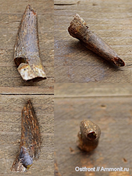 меловой период, морские рептилии, сеноман, Elasmosauridae, Варавино, Plesiosauria, морские ящеры