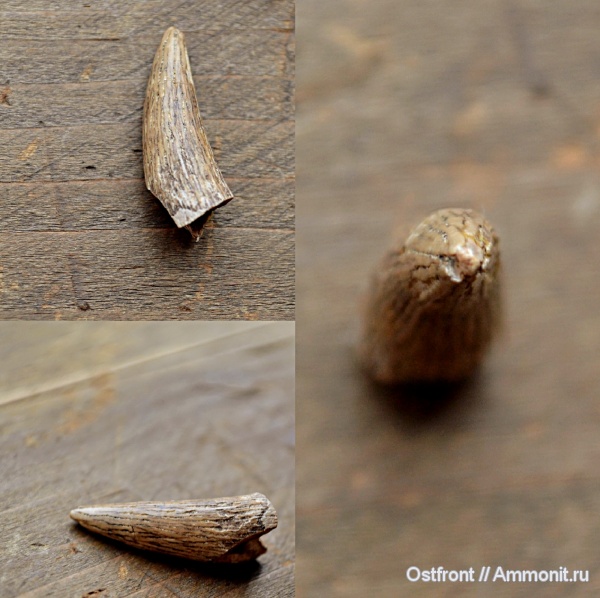 меловой период, морские рептилии, сеноман, Варавино, Plesiosauria, морские ящеры