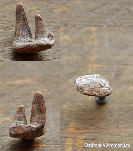 рыбы, меловой период, Варавино, костные рыбы, Enchodus, Ichthyodectidae