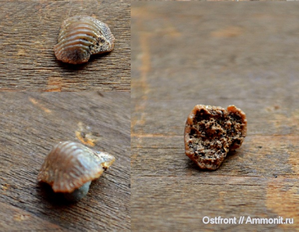 зубы, акулы, Варавино, Варавинский овраг, Ptychodus mammillaris