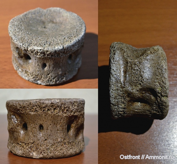 меловой период, плезиозавры, сеноман, позвонки, Варавино, Plesiosauria, морские ящеры