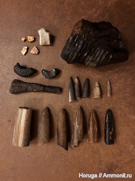 аммониты, белемниты, юра, р. Шмелевка, волжский ярус