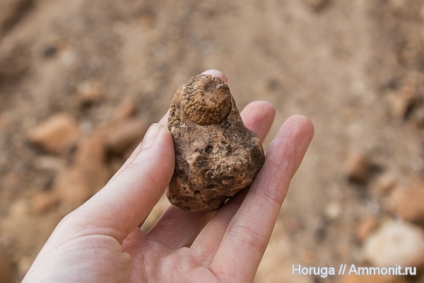 окаменелости, моллюски, отпечатки, Владимирская область