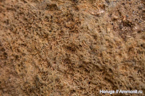 окаменелости, моллюски, мшанки, отпечатки, Владимирская область