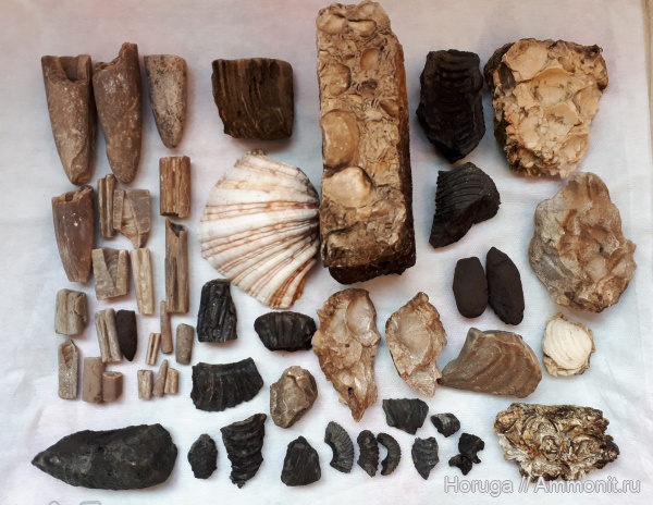 аммониты, белемниты, брахиоподы, Коломенское, волжский ярус, двустворчатые моллюски