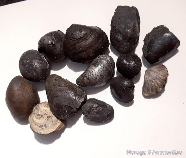 брахиоподы, юра, Фили, двустворки, волжский ярус, Buchia, Russiella, Entolium