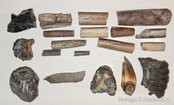 аммониты, белемниты, юра, Москва, отвалы, газоны