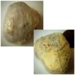 Цепочный коралл