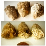 Одиночные  кораллы