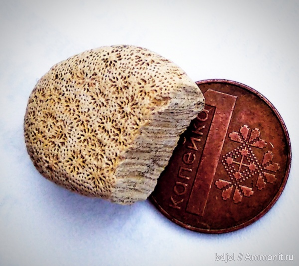 силур, кораллы, Heliotida