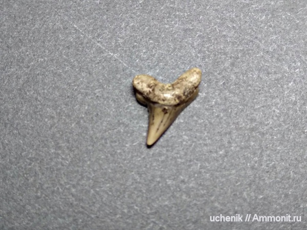 сеноман, Варавино, Anacoracidae