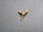 Зуб Anacoracidae