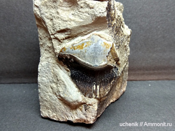 Petalodus, Заборье