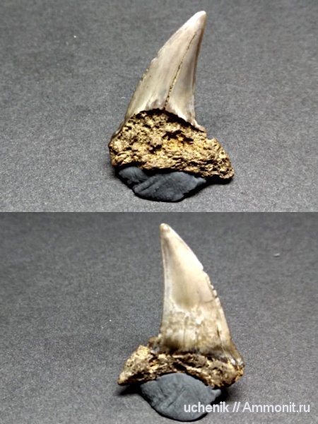 Подмосковье, сеноман, Cretoxyrhina