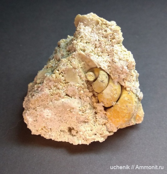 гастроподы, Пески, брюхоногие моллюски, Paleostylus