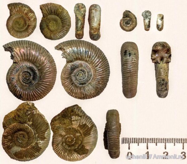 аммониты, юра, Михайлов, Binatisphinctes, келловей