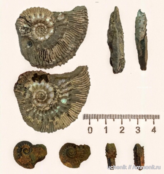 аммониты, юра, Михайлов, Kosmoceras, келловей