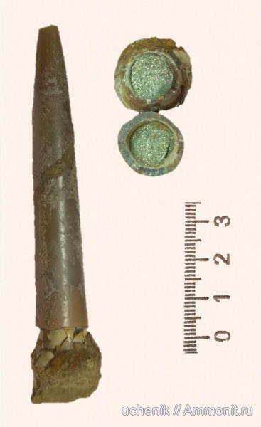 белемниты, юра, Михайлов, келловей