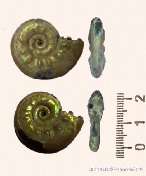 аммониты, юра, Михайлов, Brightia, келловей