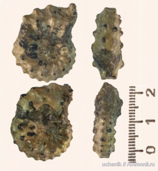 аммониты, юра, Михайлов, Kosmoceras, келловей, Kosmoceras ornatum