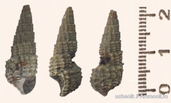 Михайлов, оксфорд, Procerithium, Procerithium russiense