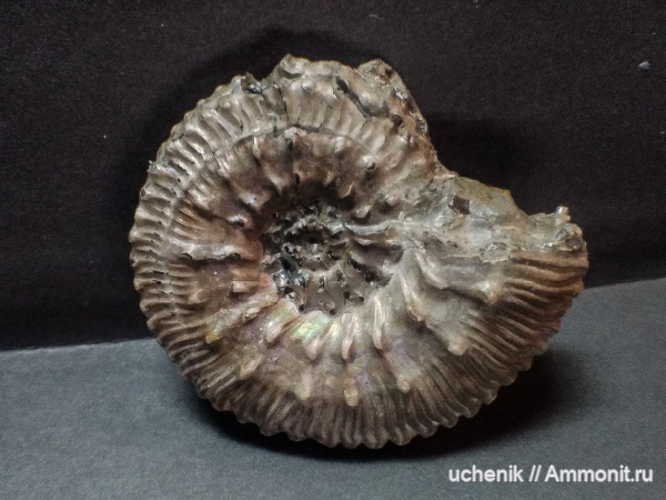 аммониты, юра, Михайлов, Kosmoceras, келловей