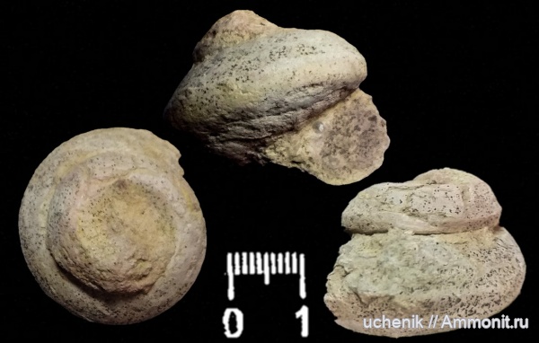 гастроподы, ордовик, брюхоногие моллюски