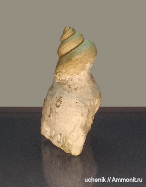 гастроподы, моллюски, карбон, Пирочи, Amaurotoma