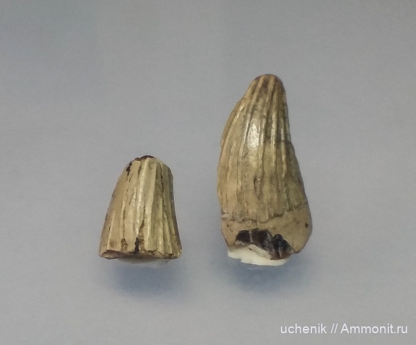 водные рептилии, сеноман, Варавино, Leptocleidia