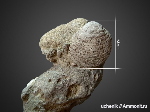 моллюски, мел, сеноман, Inoceramus, Варавино