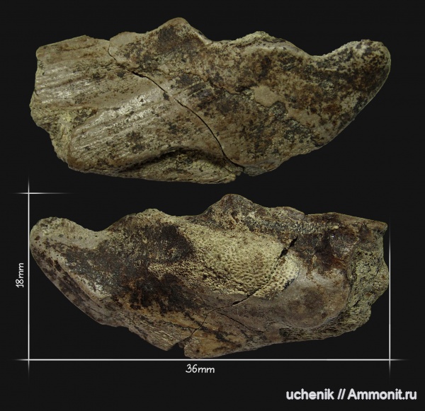 мел, химеры, сеноман, Holocephali, Ischyodus, Варавино