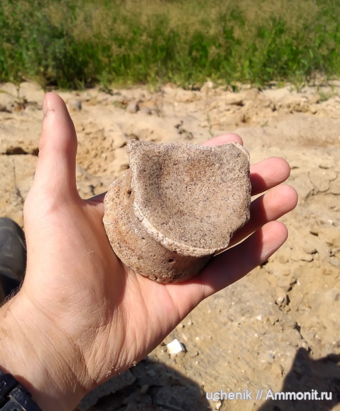 мел, водные рептилии, сеноман, позвонки, Шацк, plesiosauridae, Leptocleidia