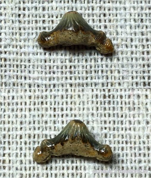 мел, Саратов, сеноман, Polyacrodus, Пудовкино