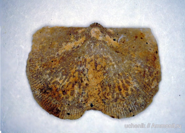 брахиоподы, карбон, Гжель, верхний карбон, Chonetes