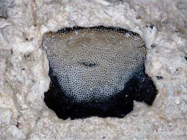 нижний карбон, зубы акул, Заборье, Copodontiformes, Copodus