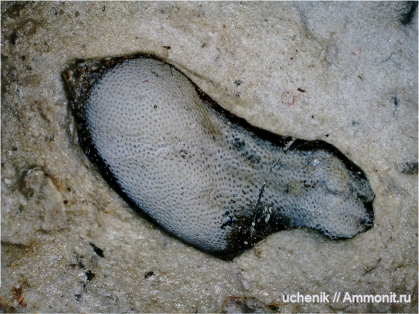 нижний карбон, Poecilodus, Cochliodontiformes, Заборье, Cochliodontidae