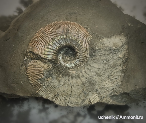 Моллюски из разных мест