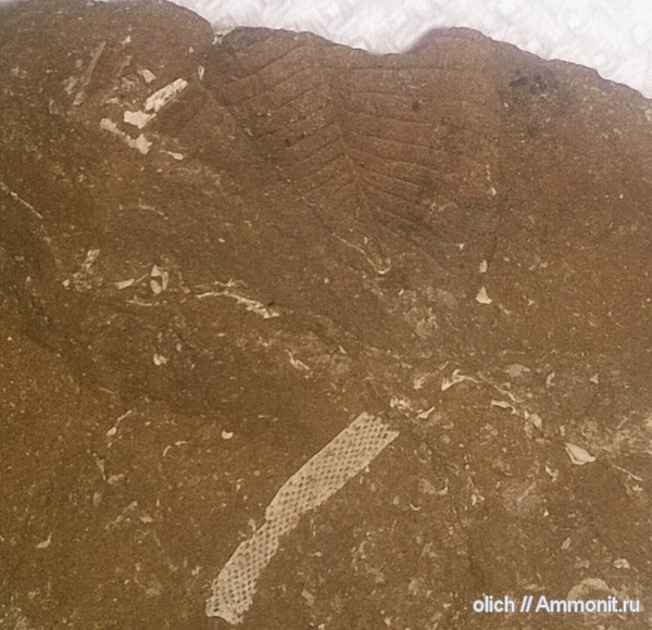 трилобиты, членистоногие